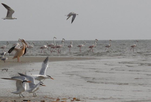 flaments_pelican