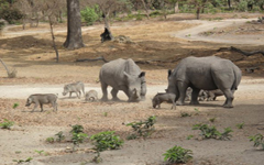rhino